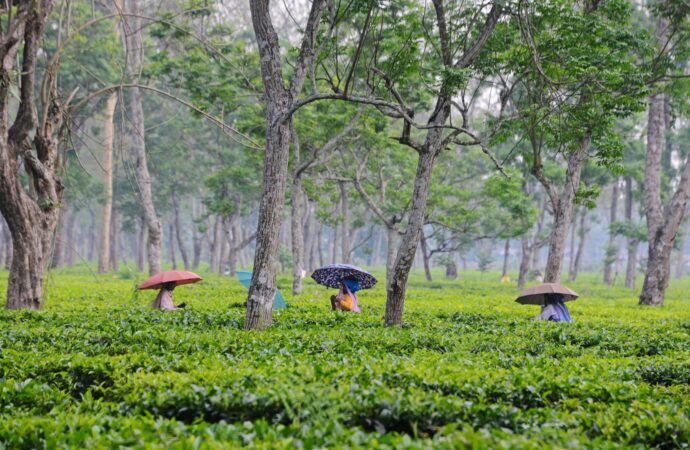 West Bengal to Protect Darjeeling Tea with Lab and Task Force