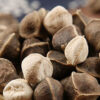 Moringa Seeds: The Tiny Superfood Making a Big Impact