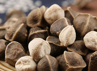 Moringa Seeds: The Tiny Superfood Making a Big Impact