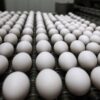 Namakkal Eggs Make Historic First Export to the U.S. Market