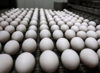 Namakkal Eggs Make Historic First Export to the U.S. Market