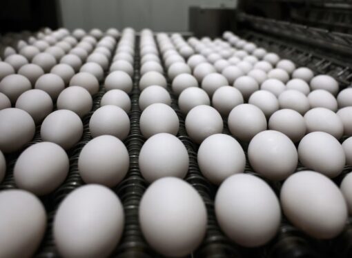 Namakkal Eggs Make Historic First Export to the U.S. Market