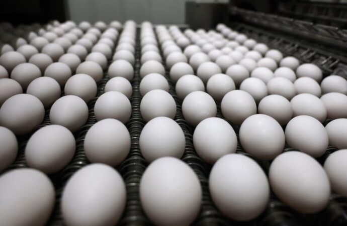 Namakkal Eggs Make Historic First Export to the U.S. Market