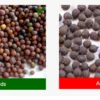 Mustard Seed Adulteration: Detect Toxic Argemone Seeds at Home