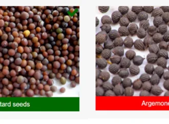 Mustard Seed Adulteration: Detect Toxic Argemone Seeds at Home
