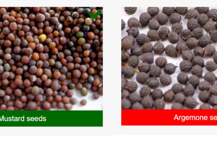 Mustard Seed Adulteration: Detect Toxic Argemone Seeds at Home