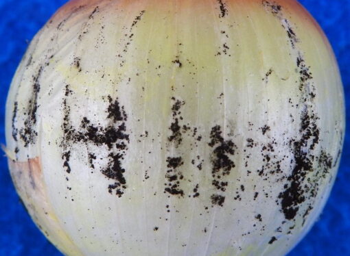 Black Spots on Onions: What They Mean and What You Should Do