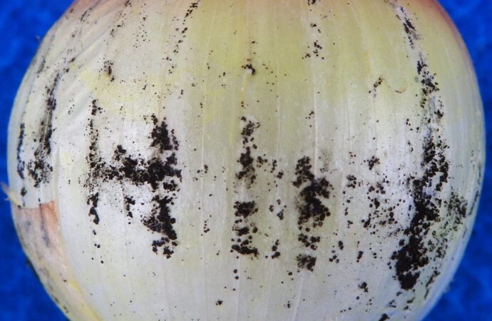 Black Spots on Onions: What They Mean and What You Should Do