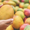 Vellore Officials Seize Chemically Ripened Mangoes in Surprise Raid