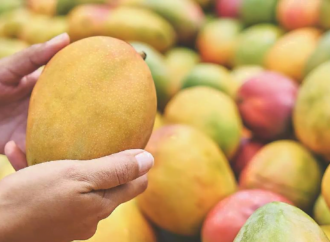 Vellore Officials Seize Chemically Ripened Mangoes in Surprise Raid
