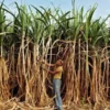 India’s Sugar-to-Ethanol Push May Disrupt Food Chain and Safety