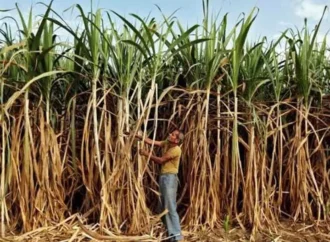 India’s Sugar-to-Ethanol Push May Disrupt Food Chain and Safety