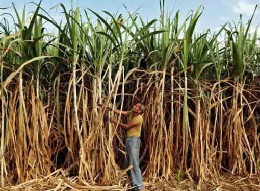 India’s Sugar-to-Ethanol Push May Disrupt Food Chain and Safety
