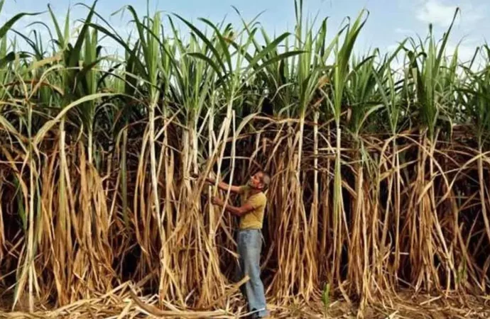 India’s Sugar-to-Ethanol Push May Disrupt Food Chain and Safety