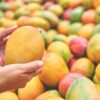 FSSAI Serves Notices for Improper Ripening of Mangoes in Coimbatore