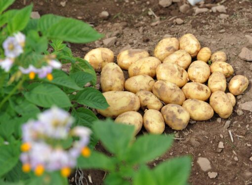 India Grows Global Roots with New Potato Innovation Center