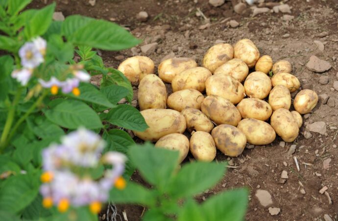 India Grows Global Roots with New Potato Innovation Center