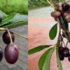 Jamun Lookalike Sends Kozhikode Students to Hospital