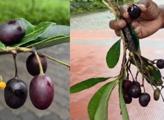 Jamun Lookalike Sends Kozhikode Students to Hospital