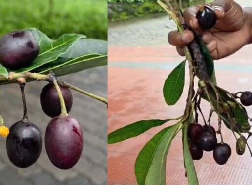 Jamun Lookalike Sends Kozhikode Students to Hospital