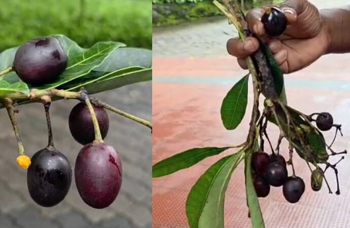 Jamun Lookalike Sends Kozhikode Students to Hospital