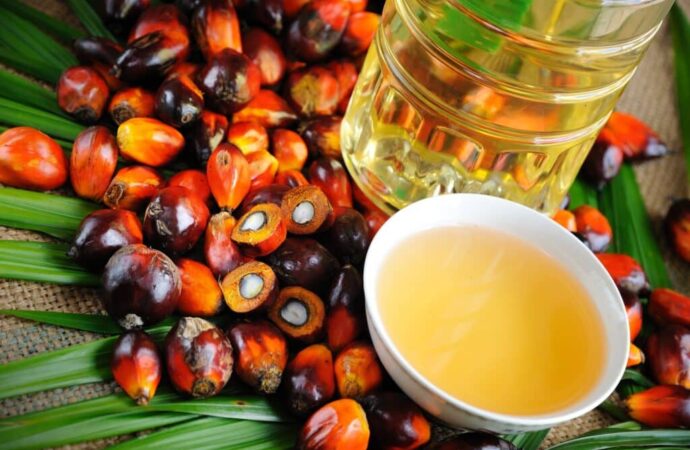 Palm kernel Oil Mixed in Coconut Oil? Kerala Food Safety on Alert!
