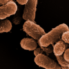 Avoiding Salmonella and E. coli: A Microbiologist’s Perspective