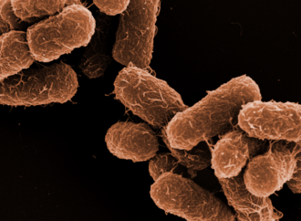 Avoiding Salmonella and E. coli: A Microbiologist’s Perspective