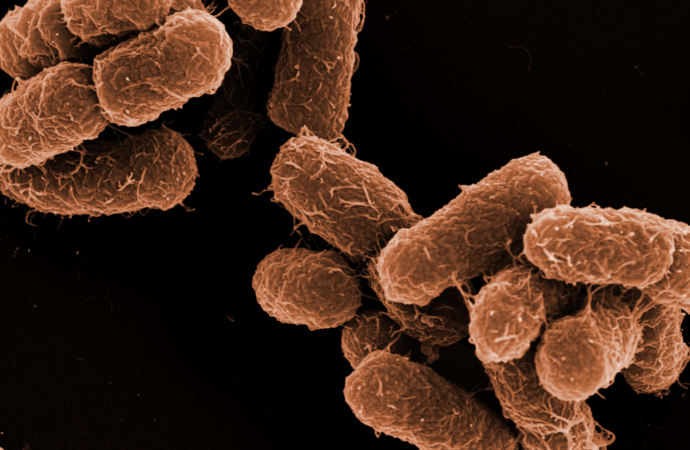 Avoiding Salmonella and E. coli: A Microbiologist’s Perspective