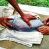 Hormone-Injected Fish Spark Food Safety Outrage After Viral Video