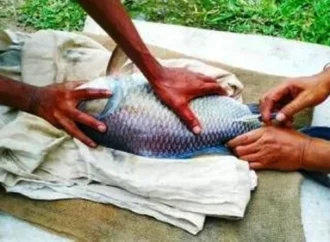 Hormone-Injected Fish Spark Food Safety Outrage After Viral Video
