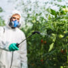 Kerala Faces Cancer Risk from Toxic Pesticides in Imported Vegetables