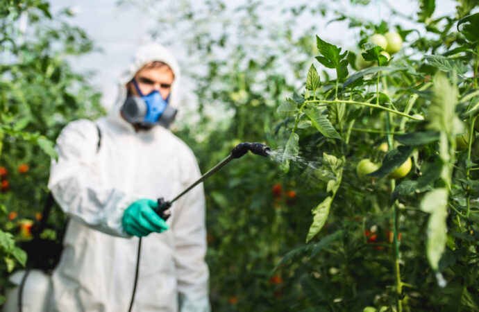 Kerala Faces Cancer Risk from Toxic Pesticides in Imported Vegetables