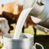 Why ‘Non-Veg Milk’ Is Stirring a Major India-US Trade Row