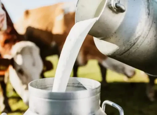 Why ‘Non-Veg Milk’ Is Stirring a Major India-US Trade Row