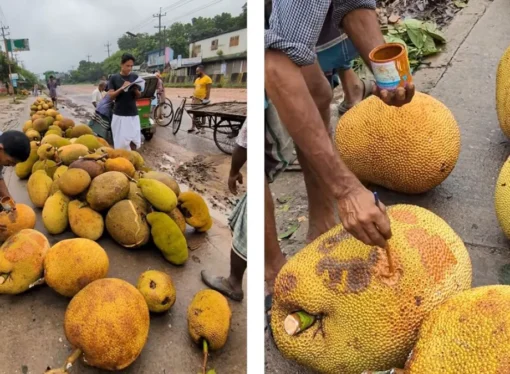 Viral Video of Painted Jackfruits Sparks Food Safety Alarm