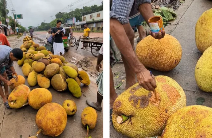 Viral Video of Painted Jackfruits Sparks Food Safety Alarm