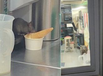 Rat Caught Eating Ice Cream in Navi Mumbai 7-Eleven, BMC to Inspect