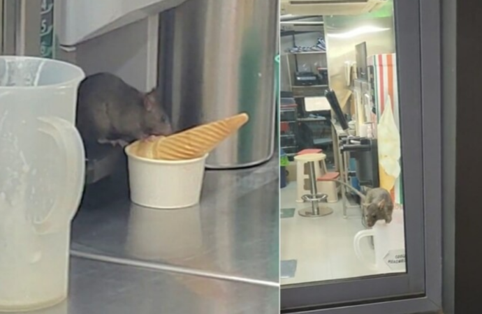Rat Caught Eating Ice Cream in Navi Mumbai 7-Eleven, BMC to Inspect