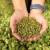 FSSAI Slashes Copper Limit for Hops Pellets Used in Beer