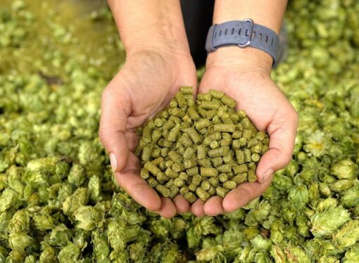FSSAI Slashes Copper Limit for Hops Pellets Used in Beer