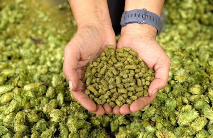 FSSAI Slashes Copper Limit for Hops Pellets Used in Beer