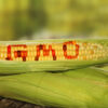 Rajasthan High Court Bars GM Food Sales Until Regulations Are Framed