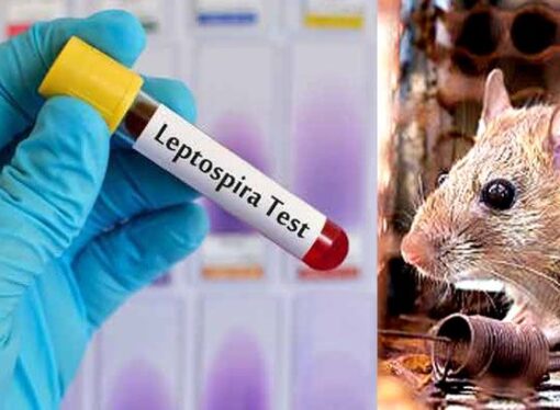 Kitchen Licence Suspended After Rat Fever Outbreak in Tirunelveli College