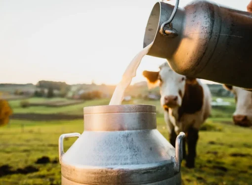 India Tops Global Dairy Production with 25% Share