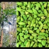 Codex Sets Global Standards for India’s Cardamom, Coriander, and Vanilla