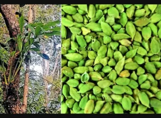 Codex Sets Global Standards for India’s Cardamom, Coriander, and Vanilla