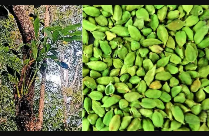 Codex Sets Global Standards for India’s Cardamom, Coriander, and Vanilla