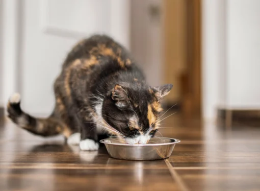 FDA Warns Pet Food Makers About Rising H5N1 Risk in Raw Pet Foods