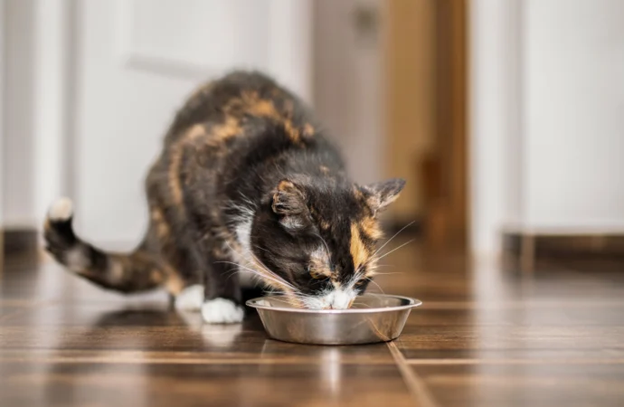 FDA Warns Pet Food Makers About Rising H5N1 Risk in Raw Pet Foods